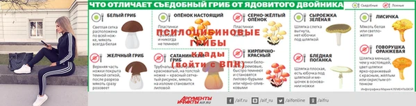 прущие грибы Беломорск